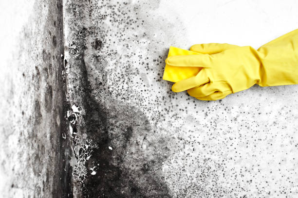 Best HVAC Mold Remediation in Folsom, NJ