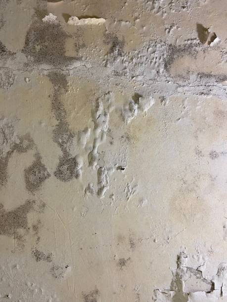 Best Commercial Mold Remediation in Folsom, NJ